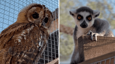 Зоопарк «Лімпопо»