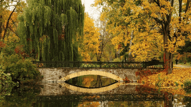 Олександрія