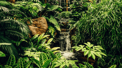 Сад Мон Флери