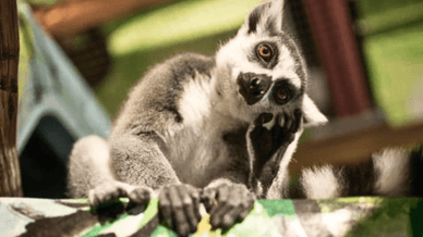 Контактні зоопарки України