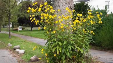 نبات الخرشوف المقدسي المزهر بأزهاره الصفراء قبل حصاد الدرنات.