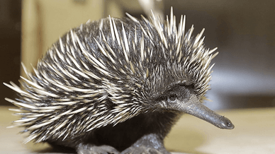 Довгодзьоба єхидна Аттенборо (Zaglossus attenboroughi) — надзвичайно рідкісний ссавець, названий на честь сера Девіда Аттенборо