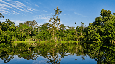 Amazonas-Regenwald spiegelt sich im ruhigen Fluss