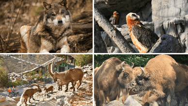 Alpenzoo Innsbruck - alpiner Themenzoo