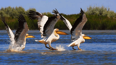 Дунайський біосферний заповідник