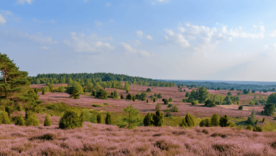 Die Natur des Naturparks Lüneburger Heide – Wälder und Heideflächen
