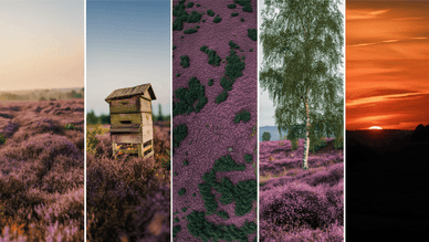 Naturpark Lüneburger Heide, Naturpanorama