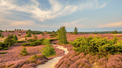 Spaziergang im Naturpark Lüneburger Heide – Wanderweg