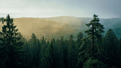 Bergpfade und Nadelwald im Thüringer Wald
