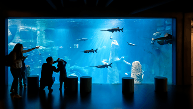 AQUATIS Aquarium-Vivarium