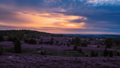 Die Sonne geht in der Lüneburger Heide unter, violettes Heidekraut