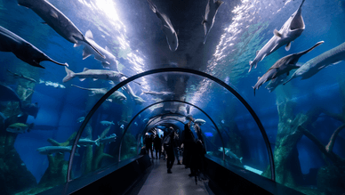 Aquatis – das grösste Süsswasser-Aquarium Europas