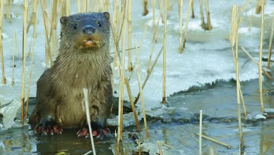 Állatok a Hortobágy Nemzeti Parkban