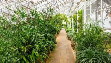 Zamek Książ — palmiarnia