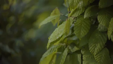 Północny i południowy park krajobrazowy — roślinność