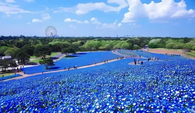 年間花だより国営ひたち海浜公園