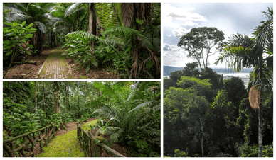Wanderwege und Baumkronen im Yasuní-Regenwald