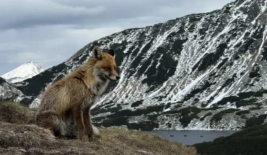 Dolina Pięciu Stawów Fauna