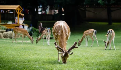 Ogrody na terenie zamku Nimodlin