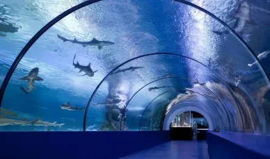 大阪水族馆：有趣的事实