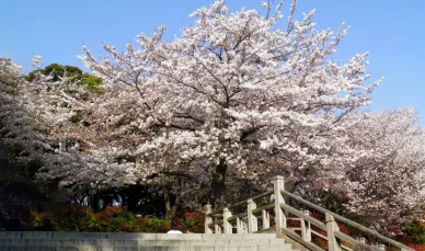 イベント 北区さくらSA-KASOまつり