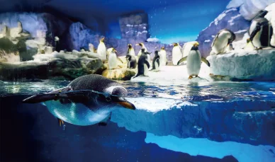 南極エリア 海遊館