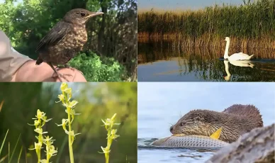 Velencei-tó állatok