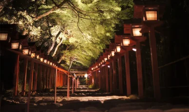 新緑のライトアップ(春) (春)新緑のライトアップ