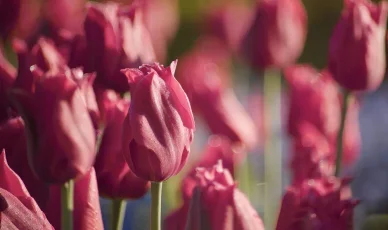 Tulipany w oranżerii