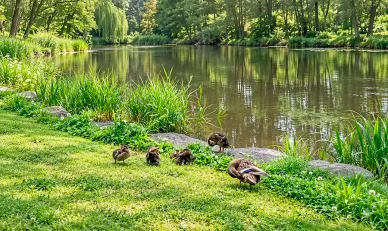 動物 中島公園のアヒルたち