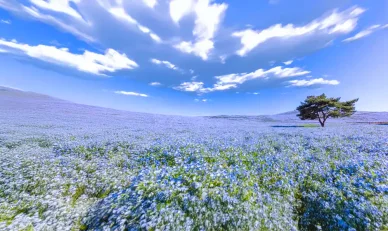 ヒタツキ・カイホ国立公園の事実