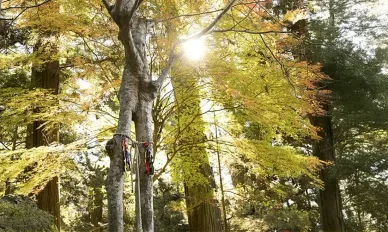 連理の楓(れんりのかえで) 連理の楓