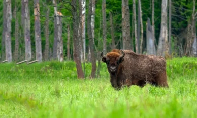 Puszcza Białowieska jako obiekt UNESCO