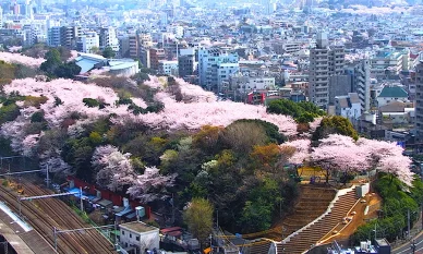 アクセス アクセス飛鳥山公園