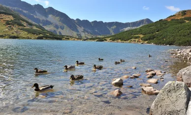 Fauna Doliny Pięciu Stawów