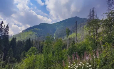Dolina Pięciu Stawów Flora