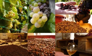 Szőlő Tokajban Tokaj szőlő