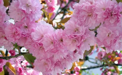 桜のお花見 飛鳥山公園桜のお花見