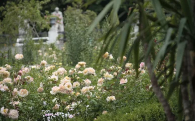 Ogród Różany Pałacy w Wilanowie