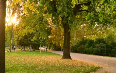 Allée boisée pour la détente au parc de la Tête-d'Or. Promenade ombragée et verdoyante au parc de la Tête-d'Or.