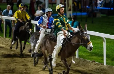 Palio di Ferrara, corse di asini
