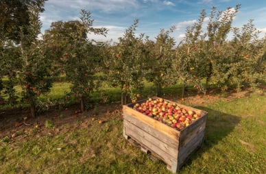 Apfelernte in deutschen Obstgärten