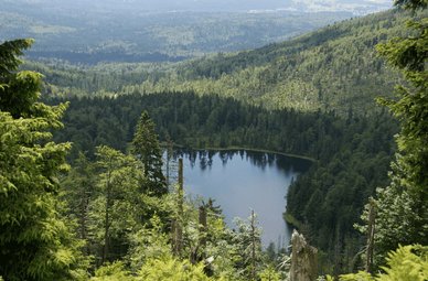 Der Rachelsee – wilde Schönheit und Ruhe Bayerischer Wald Nationalpark