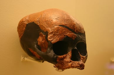 Череп, возраст которого оценивается в 40 000 лет