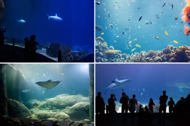 burgers zoo aquarium