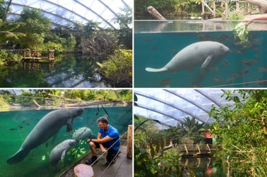 burgers zoo mangrove