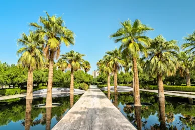 ممر جميل محاط بأشجار النخيل والمياه العاكسة في حديقة الشهيد بمدينة الكويت.