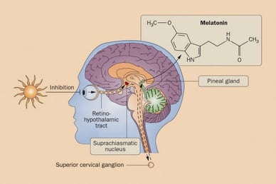 When a part of the brain called the suprachiasmatic nucleus does not detect light, the pineal gland is free to produce melatonin, which makes us feel drowsy.