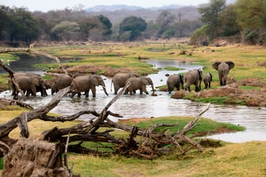 Национальный парк Руаха, Танзания