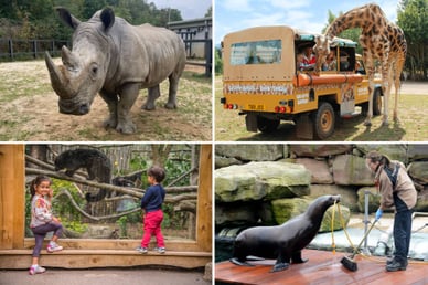 chessington world of adventures zoo